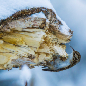 Kôrovník dlhoprstý(Certhia familiaris)