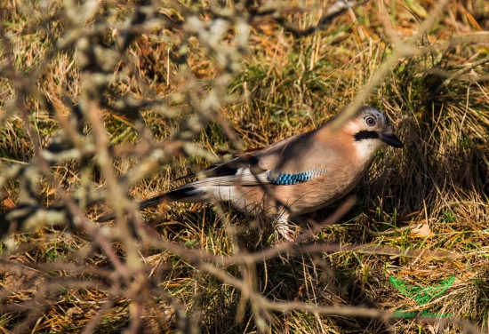 sojka obyčajná(Garrulus glandarius)