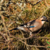 sojka obyčajná(Garrulus glandarius)