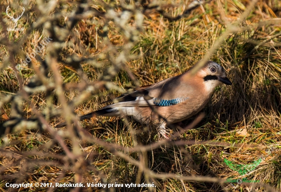 sojka obyčajná(Garrulus glandarius)