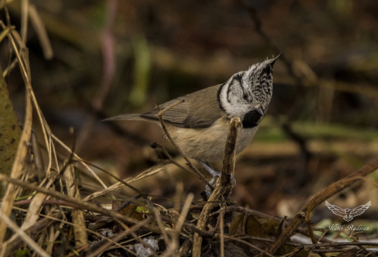 Sýkorka chochlatá (Lophophanes cristatus)
