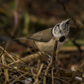 Sýkorka chochlatá (Lophophanes cristatus)