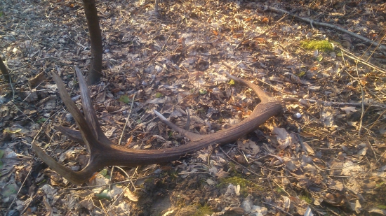 Srdce sa rozbusilo...