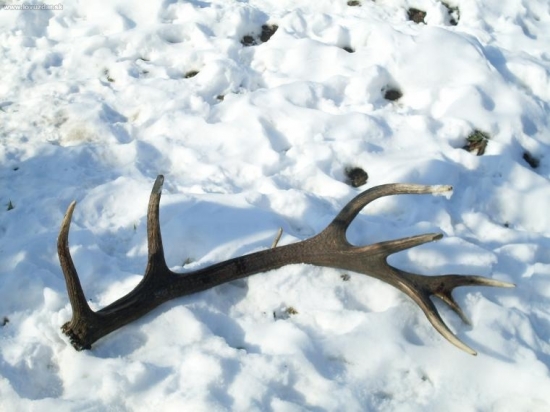 Lezal na ceste 21.2.2009  2,50kg