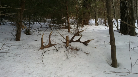 Lezal a cakal,minimalne tyzden.