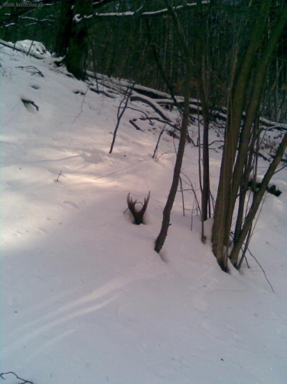 Prvy toho roku najdeny 21.2.2009