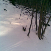 Prvy toho roku najdeny 21.2.2009