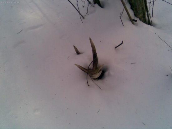 Prvy,ale vlanajsi 14-torak.Korunu som uvidel z 30m.