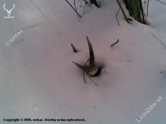 Prvy,ale vlanajsi 14-torak.Korunu som uvidel z 30m.