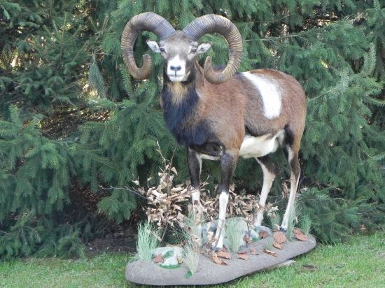 svokrov životný