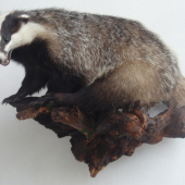 Zlatý jazvec zrazený autom