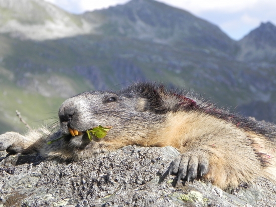 svokrov prvý svišť