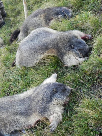 v priebehu pol hodiny