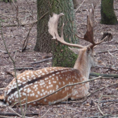 pri odpočinku, ale stále v strehu