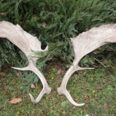 to su vlanajsie zhody