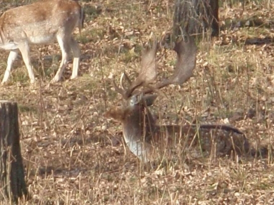 ruja 2008