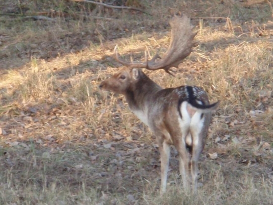 Ruja 2009