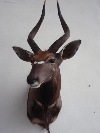 Nyala
