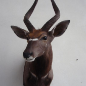 Nyala