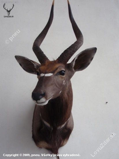 Nyala