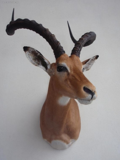impala