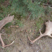 Silné zlato 8-ročný