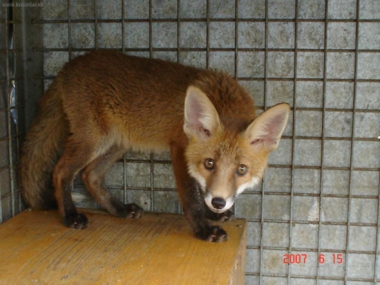 foxina