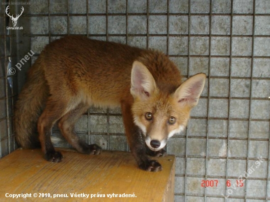foxina