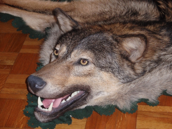 Vĺčko 2