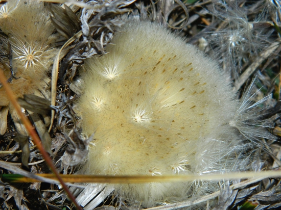 Odkvitnutý krasovlas bezbyľový
