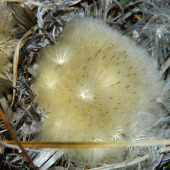 Odkvitnutý krasovlas bezbyľový