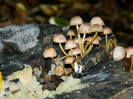 Spoločne na jednom pni