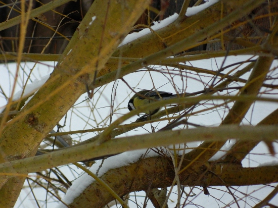 sýkorka bielolíca (Parus major)