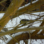 sýkorka bielolíca (Parus major)
