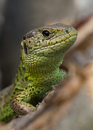 Jašterica krátkohlavá