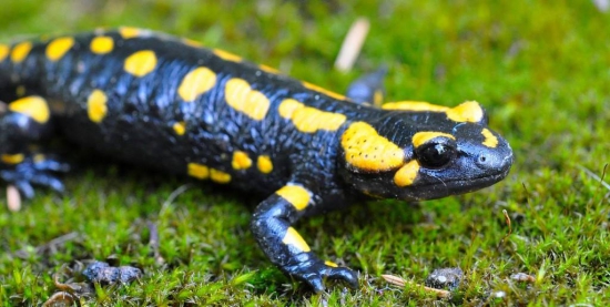 Salamandra škvrnitá