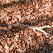 čerstvý a vonavý!!!