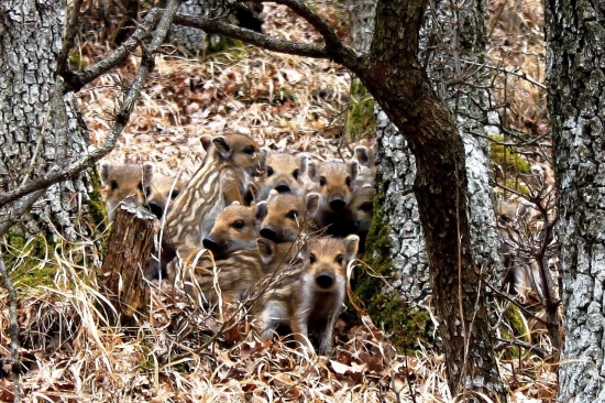 Jeden za vsetkych,vsetci za jedneho