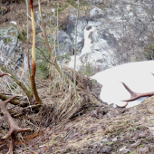 Na potulkach Alpami
