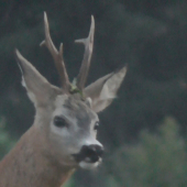 srnček so zlomenou výsadou