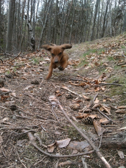 kamarát do lesa-Brok:)