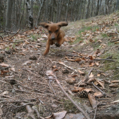 kamarát do lesa-Brok:)