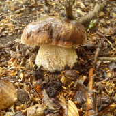 parobok