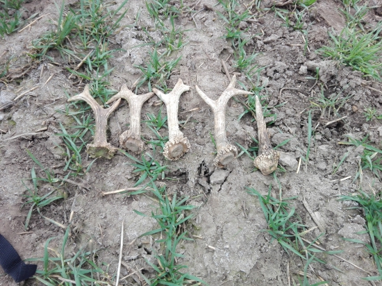 Dnešná prechádzka