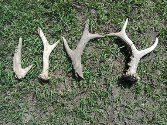 Zo sobotňajšej prechádzky