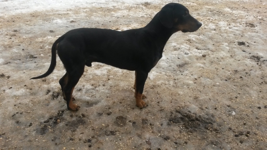 Huncut z Hrachovskeho vrsku