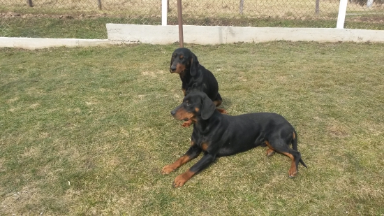 Huncut z Hrachovskeho vrsku Umattu spod kunovej