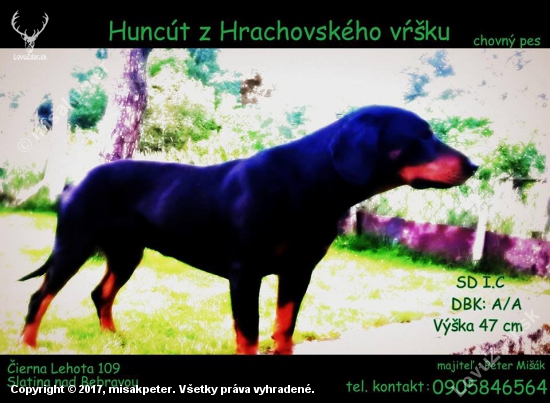 Huncut z Hrachovskeho vrsku