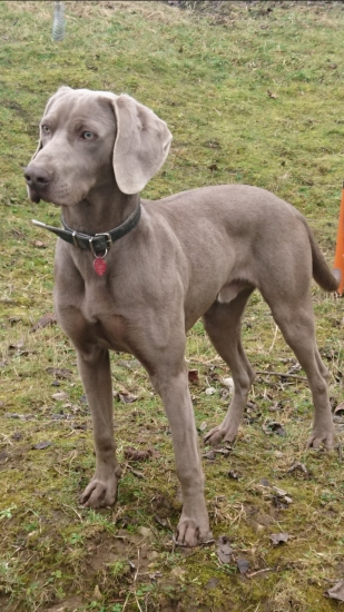 Weimarsky stavač - Jack