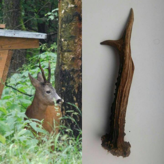 První čerstvý letos.